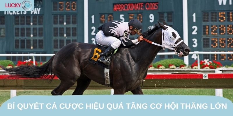 Bí quyết cá cược hiệu quả tăng cơ hội thắng lớn