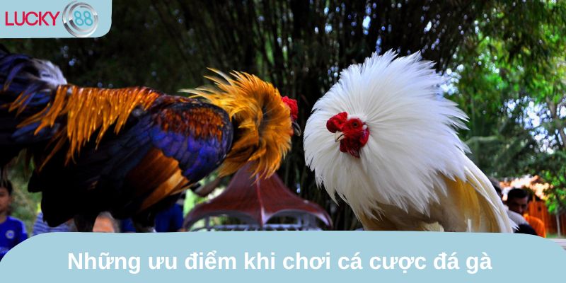 Những ưu điểm khi chơi cá cược đá gà